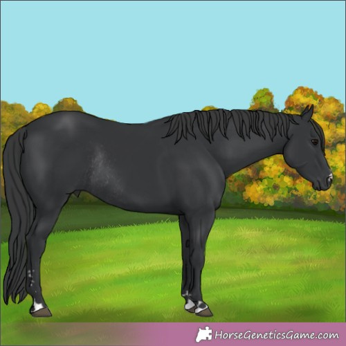 Horse Color:Black Rabicano 
