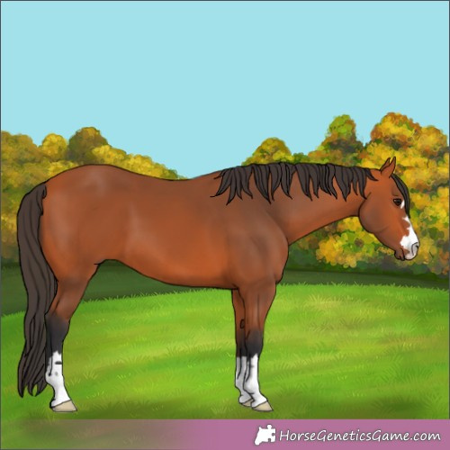 Horse Color:Bay 