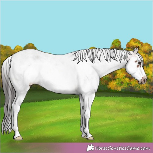 Horse Color:White Spotted Brown Frame Rabicano 