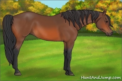 Horse Color:Bay 