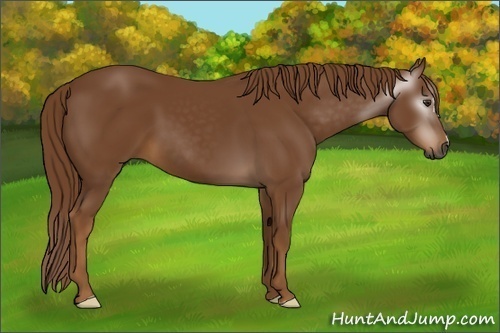 Horse Color:Gray Chestnut 