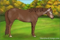 Horse Color:Gray Chestnut 