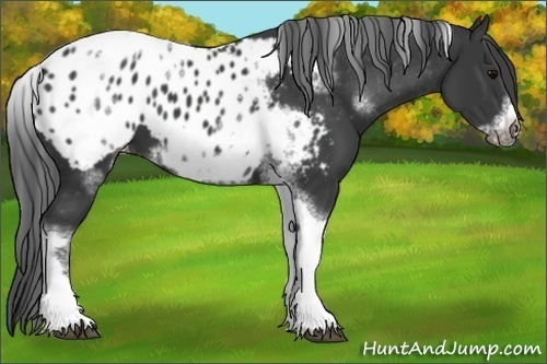 Horse Color: White Spotted Black Splash Tobiano Frame Blanket 
