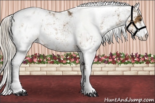 Horse Color:Chocolate Palomino Sabino Appaloosa 