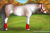 Horse Color:Gray Bay 