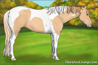 Horse Color:Gold Champagne Tobiano
