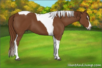 Horse Color:Gray Chestnut Splash Tobiano 