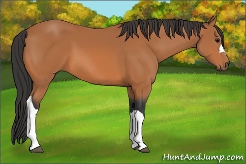 Horse Color: Bay 