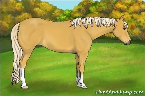 Horse Color:Gray Palomino