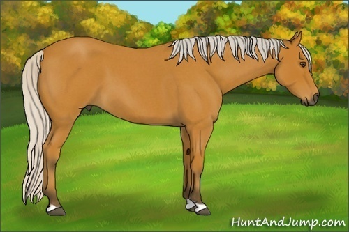 Horse Color:Gray Silver Buckskin Roan 