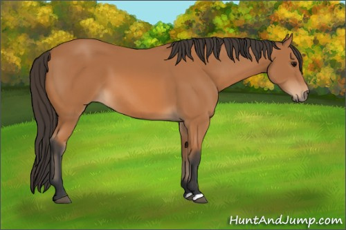 Horse Color: Bay 