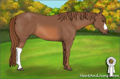 Horse Color: Chestnut 