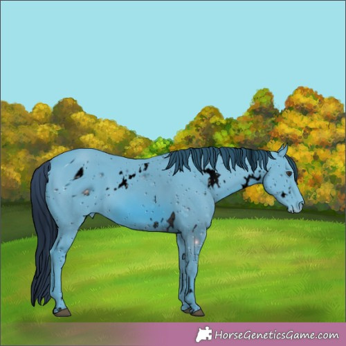 Horse Color:ERROR: UNKNOWN ANOMALY