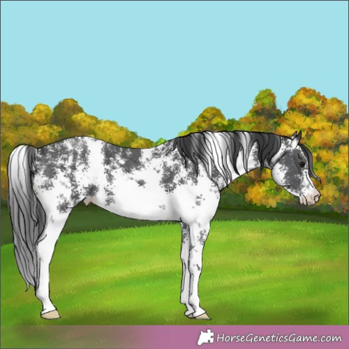 Horse Color:Black Sabino 