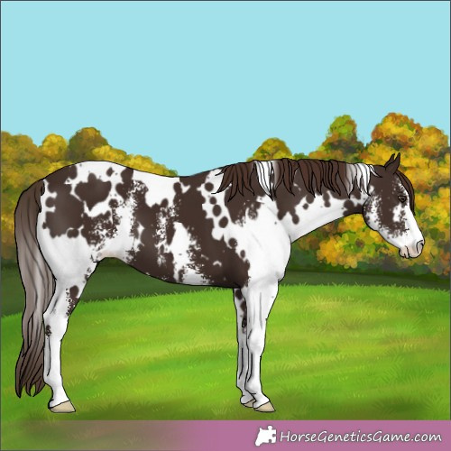 Horse Color:White Spotted Liver Chestnut Sabino 