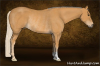 Horse Color:Palomino Rabicano