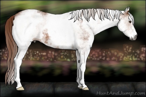 Horse Color:Gray White Spotted Chestnut 
