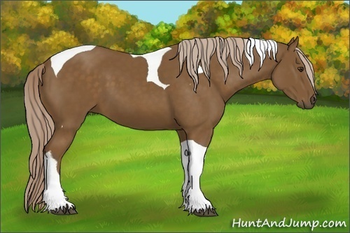 Horse Color:Chocolate Palomino Tobiano 