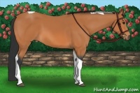 Horse Color:Bay Tobiano 
