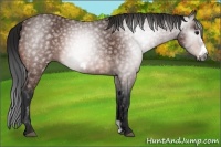 Horse Color:Gray Bay Frame 