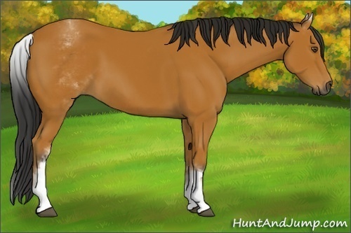 Horse Color:Gray White Spotted Buckskin 
