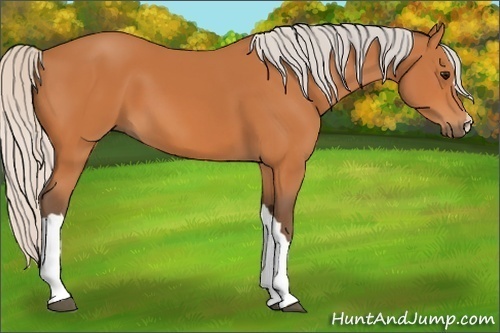 Horse Color: Unknown 