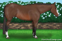 Horse Color:Bay Sabino Rabicano 