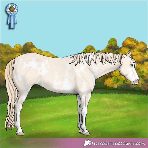 Horse Color:White Spotted Perlino 
