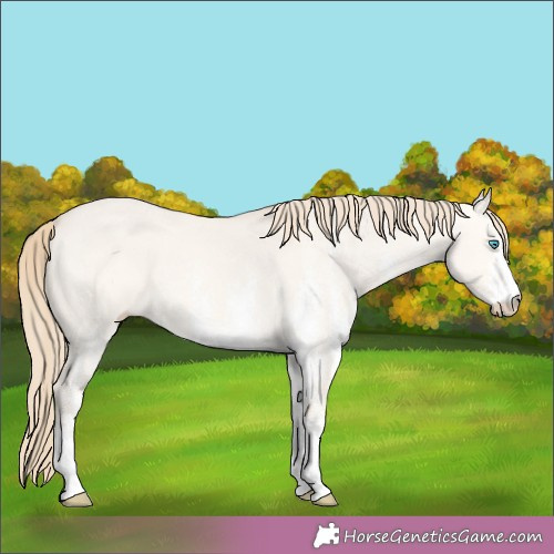 Horse Color:White Spotted Perlino Dun 