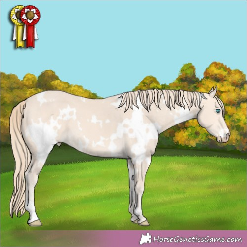 Horse Color:White Spotted Perlino 