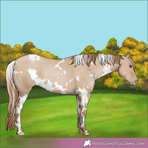 Horse Color:White Spotted Grullo Pearl 