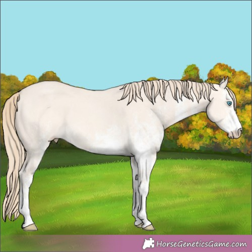 Horse Color:White Spotted Perlino Dun 