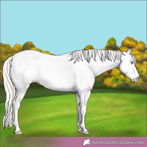 Horse Color:White Spotted Perlino Dun 