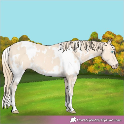 Horse Color:White Spotted Perlino