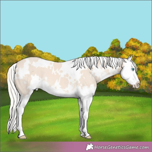 Horse Color:White Spotted Cremello Sabino Splash 