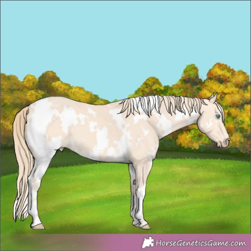 Horse Color:White Spotted Perlino 