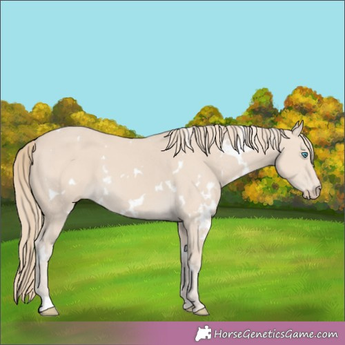 Horse Color:White Spotted Smoky Creme 