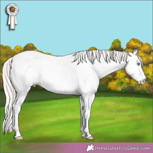Horse Color:White Spotted Perlino 