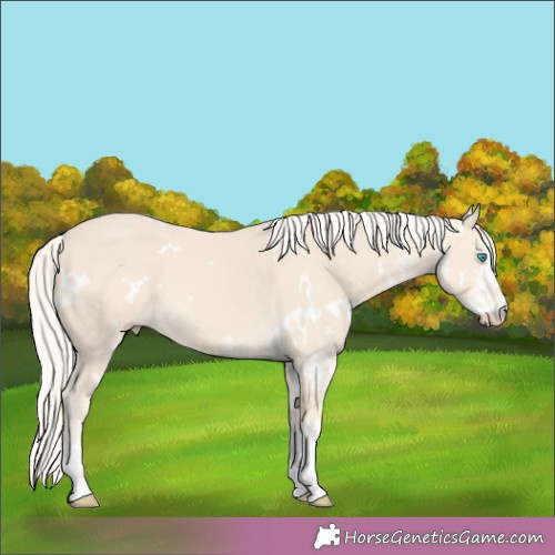 Horse Color:White Spotted Cremello 