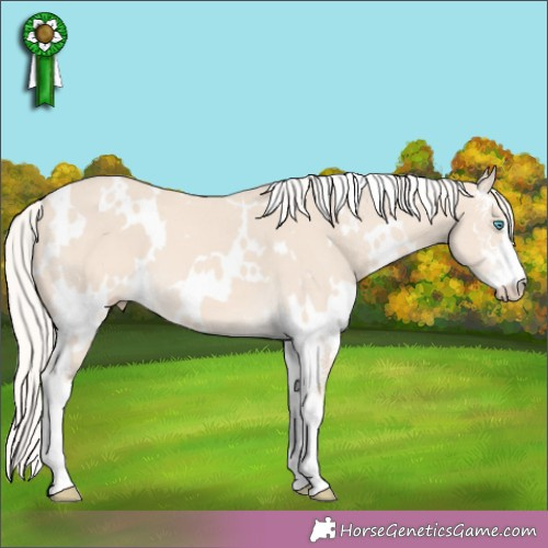 Horse Color:White Spotted Cremello Sabino 