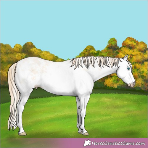 Horse Color:White Spotted Perlino 