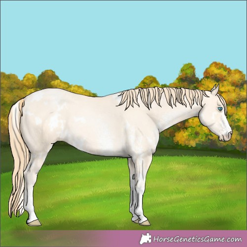 Horse Color:White Spotted Buckskin Pearl Rabicano 