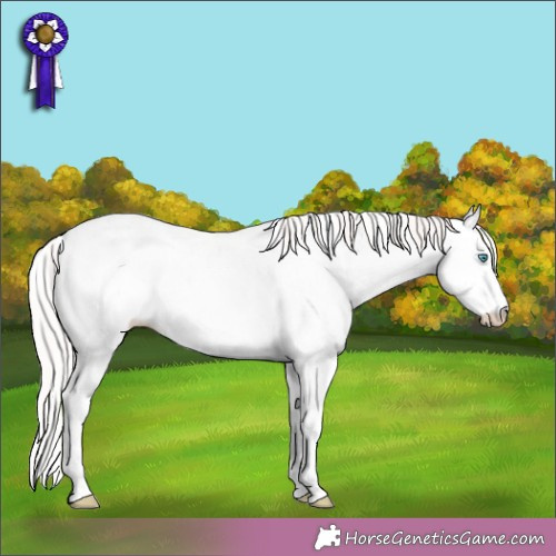 Horse Color:White Spotted Perlino Rabicano 