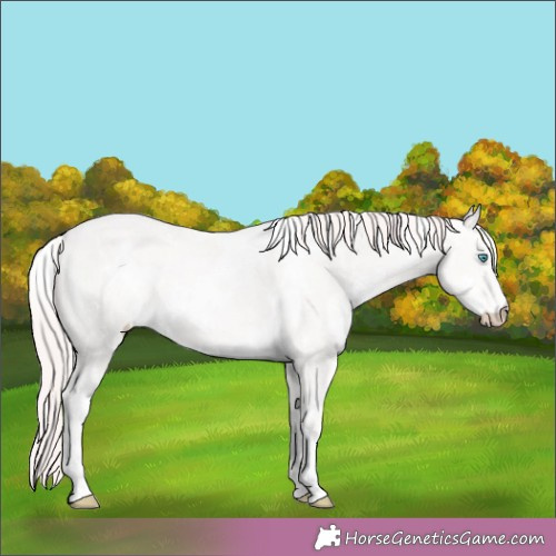 Horse Color:White Spotted Perlino Rabicano 