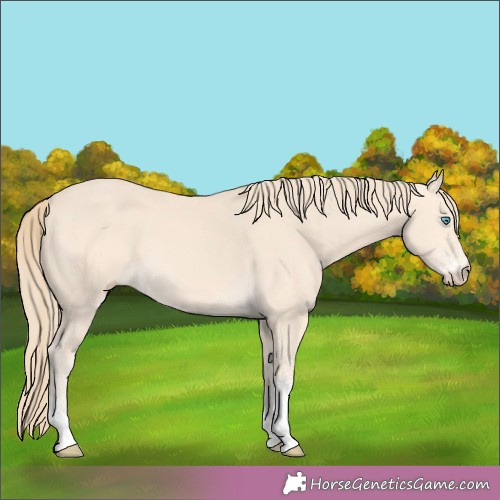 Horse Color:White Spotted Perlino