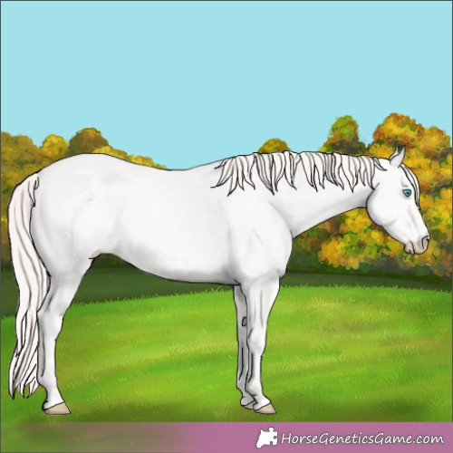 Horse Color:White Spotted Perlino Rabicano 