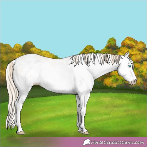 Horse Color:White Spotted Perlino Dun 