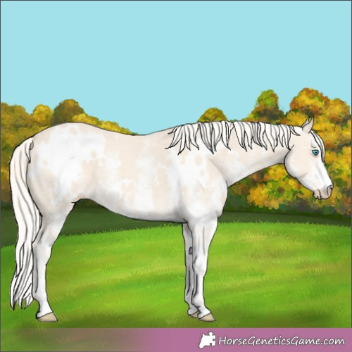 Horse Color:White Spotted Cremello 