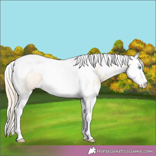 Horse Color:White Spotted Perlino Dun Splash Tobiano Rabicano 