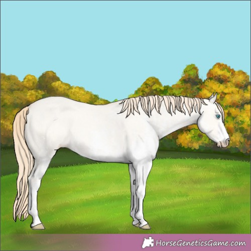 Horse Color:White Spotted Perlino Dun Appaloosa Rabicano